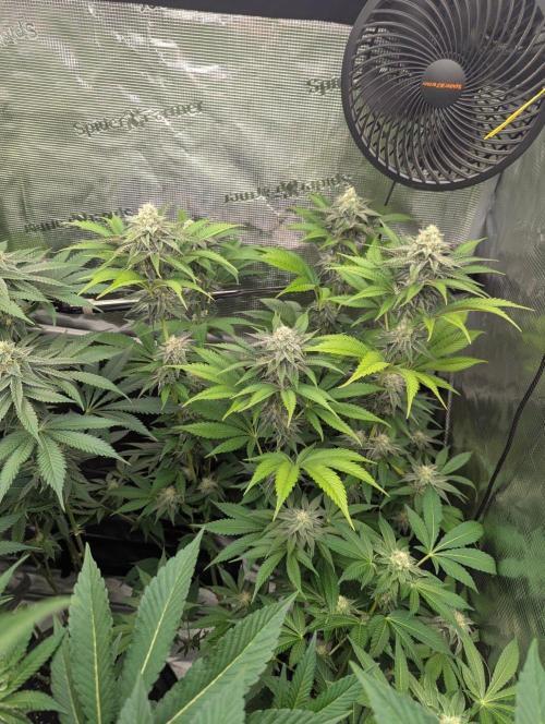 New Money - Compound Genetics. Week 10