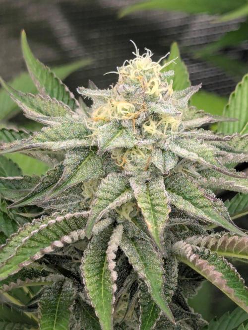 New Money - Compound Genetics. Week 10