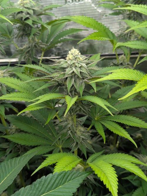 New Money - Compound Genetics. Week 10