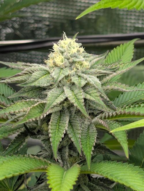New Money - Compound Genetics. Week 10