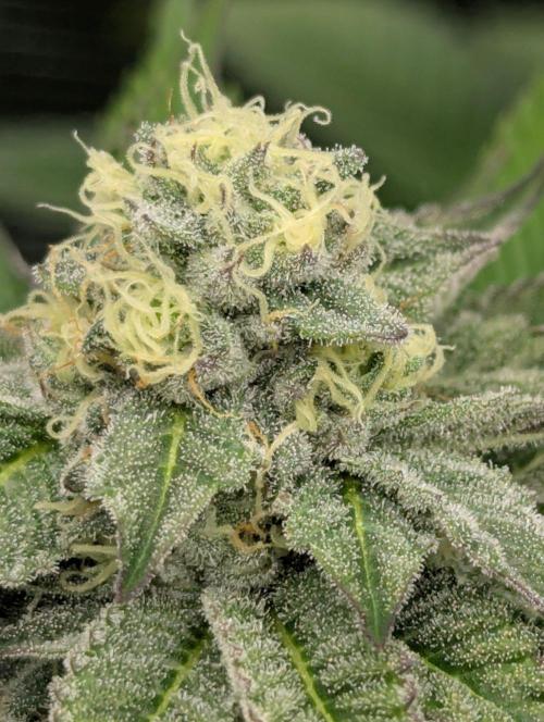 New Money - Compound Genetics. Week 10