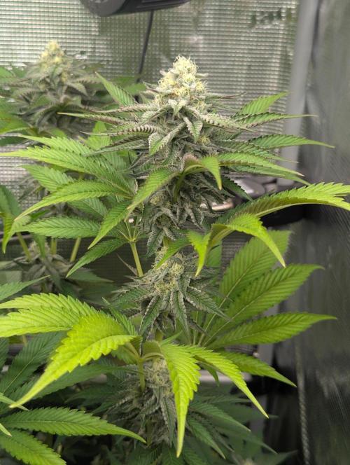 New Money - Compound Genetics. Week 10