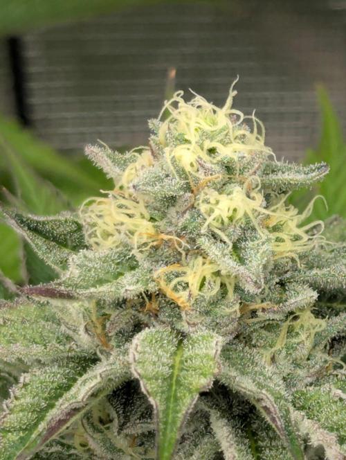 New Money - Compound Genetics. Week 10