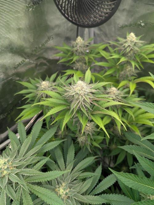 New Money - Compound Genetics. Week 10