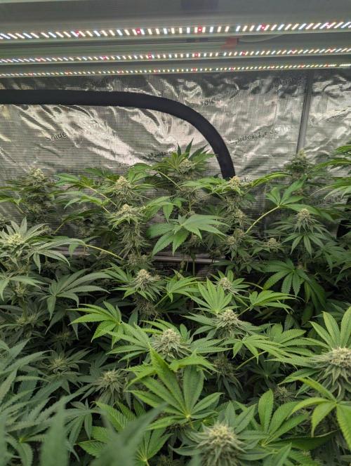 Zorroz v2 - Nine Weeks Harvest. Week 10
