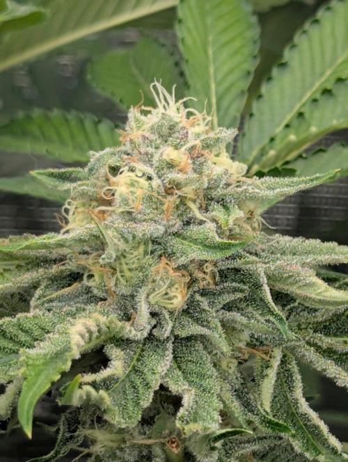 Zorroz v2 - Nine Weeks Harvest. Week 10
