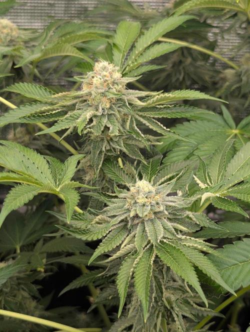 Zorroz v2 - Nine Weeks Harvest. Week 10