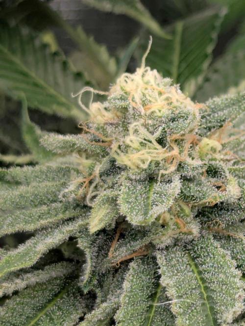 Zorroz v2 - Nine Weeks Harvest. Week 10