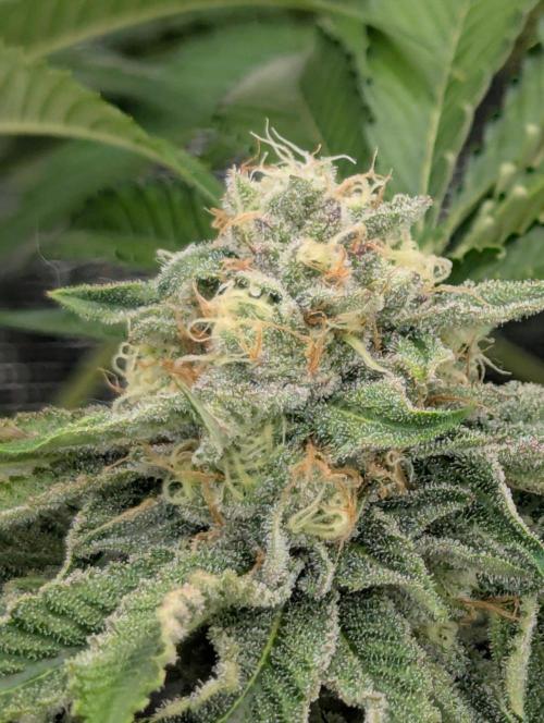 Zorroz v2 - Nine Weeks Harvest. Week 10