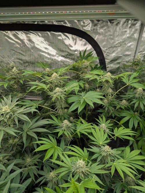 Zorroz v2 - Nine Weeks Harvest. Week 10