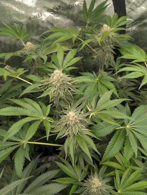 Zorroz v2 - Nine Weeks Harvest. Week 10