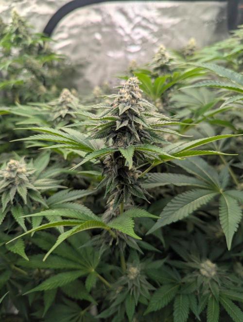 The Keeper - Wizard Trees. Week 10