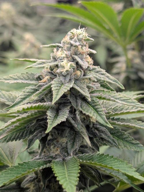 The Keeper - Wizard Trees. Week 10