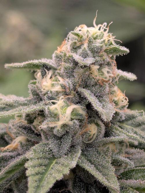 The Keeper - Wizard Trees. Week 10