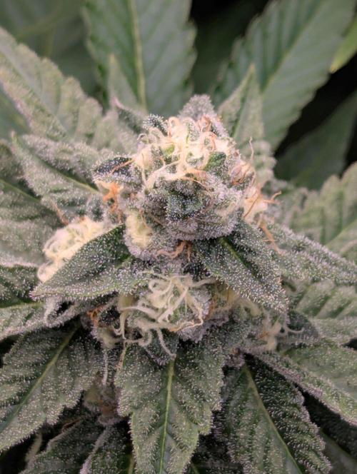 The Keeper - Wizard Trees. Week 10