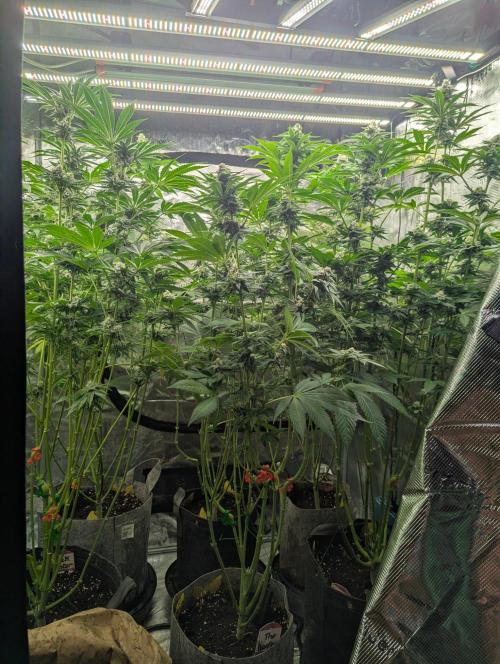 The Keeper - Wizard Trees. Week 10