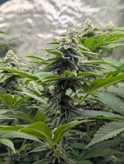 The Keeper - Wizard Trees. Week 10