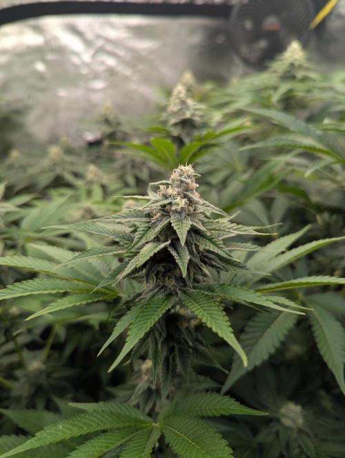 The Keeper - Wizard Trees. Week 10