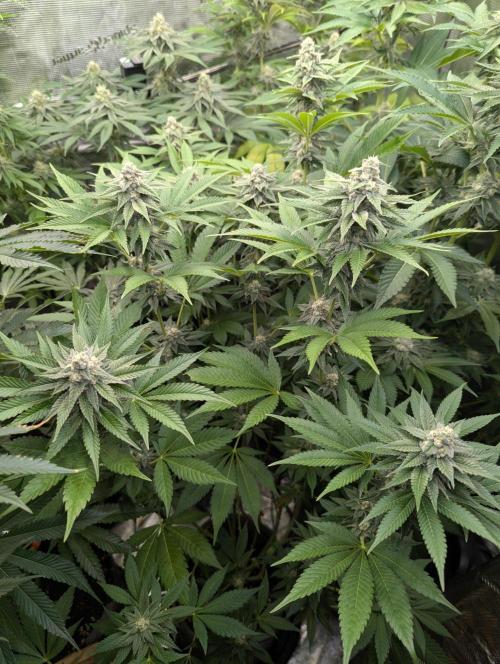 The Keeper - Wizard Trees. Week 10