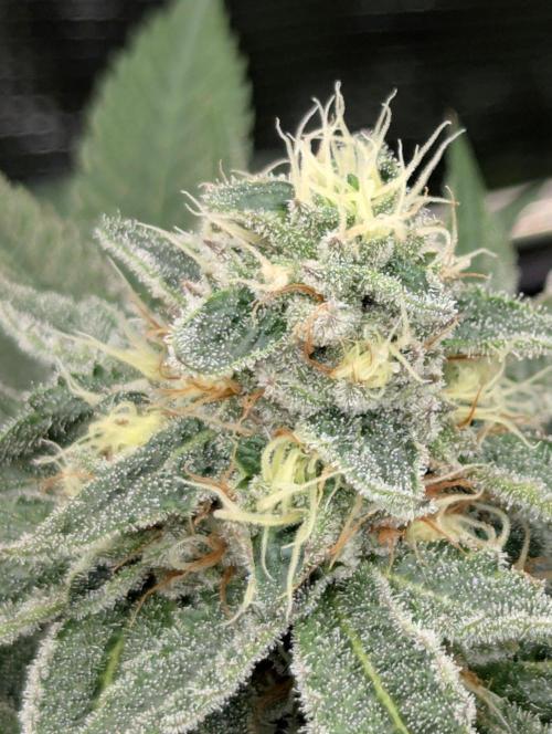 Black Beretta - Cipher Genetics. Week 10