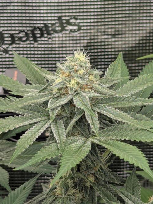 Black Beretta - Cipher Genetics. Week 10