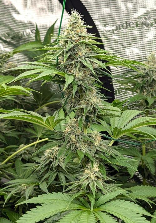 Zu-Tang Clan - N.Y.Ceeds. Week 10