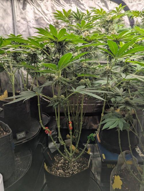 Studio Cherry - Wizard Trees. Week 10