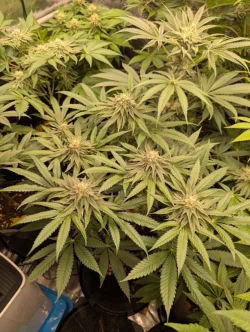 Studio Cherry - Wizard Trees. Week 10