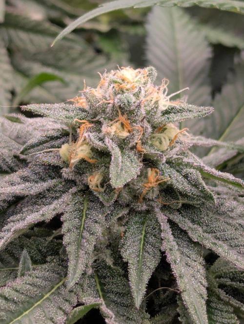 Studio Cherry - Wizard Trees. Week 10