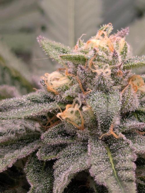 Studio Cherry - Wizard Trees. Week 10