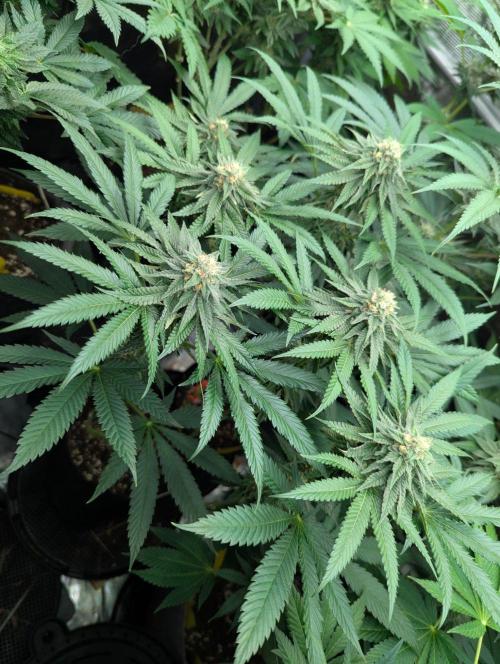 Studio Cherry - Wizard Trees. Week 10