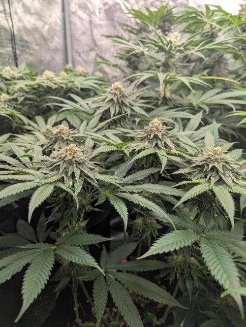 Studio Cherry - Wizard Trees. Week 10