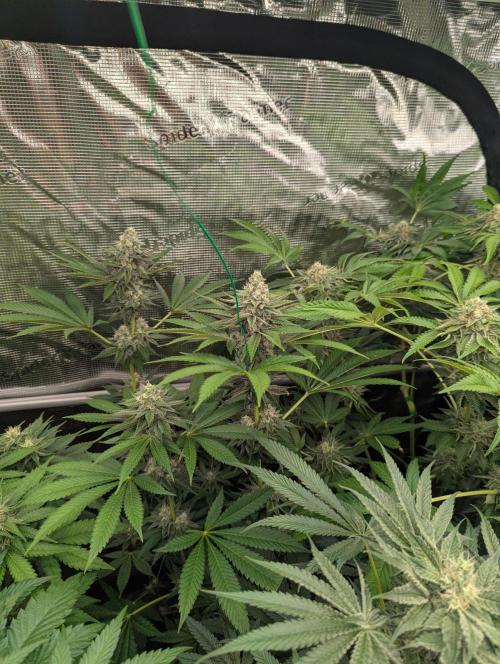 Shake Back - Compound Genetics. Week 10