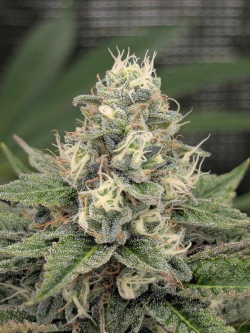 Shake Back - Compound Genetics. Week 10