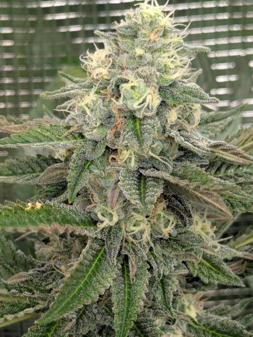 Shake Back - Compound Genetics. Week 10