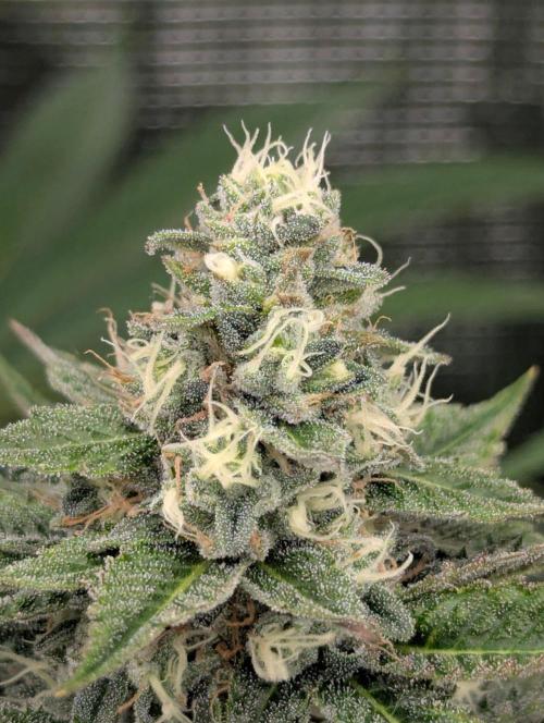 Shake Back - Compound Genetics. Week 10