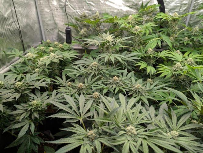 Shake Back - Compound Genetics. Week 10