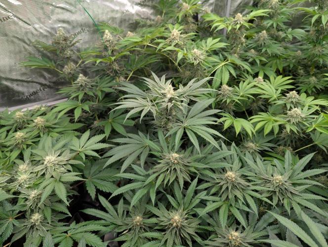 Shake Back - Compound Genetics. Week 10