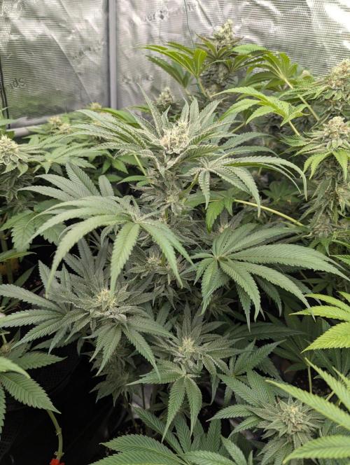 Bubblegum Gelato - Barney's Farm. Week 8