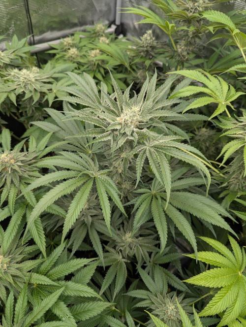 Bubblegum Gelato - Barney's Farm. Week 8