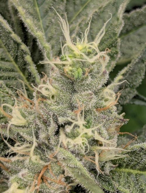 Bubblegum Gelato - Barney's Farm. Week 8