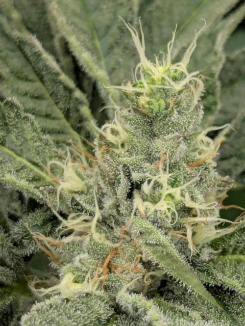Bubblegum Gelato - Barney's Farm. Week 8