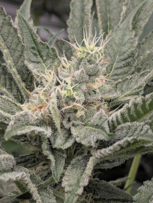 Bubblegum Gelato - Barney's Farm. Week 8