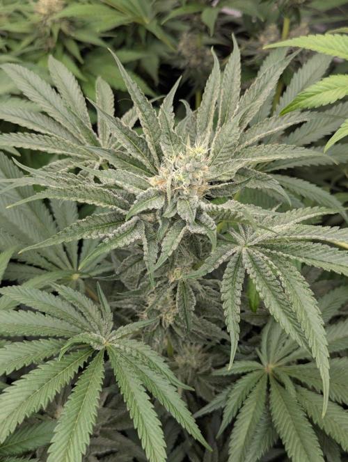 Bubblegum Gelato - Barney's Farm. Week 8