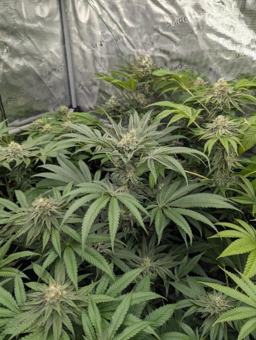 Bubblegum Gelato - Barney's Farm. Week 8