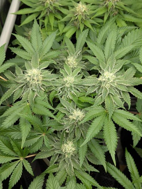 Sugar Rock - Silent Seeds. Week 8