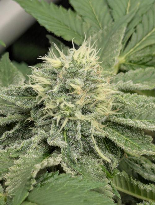 Sugar Rock - Silent Seeds. Week 8
