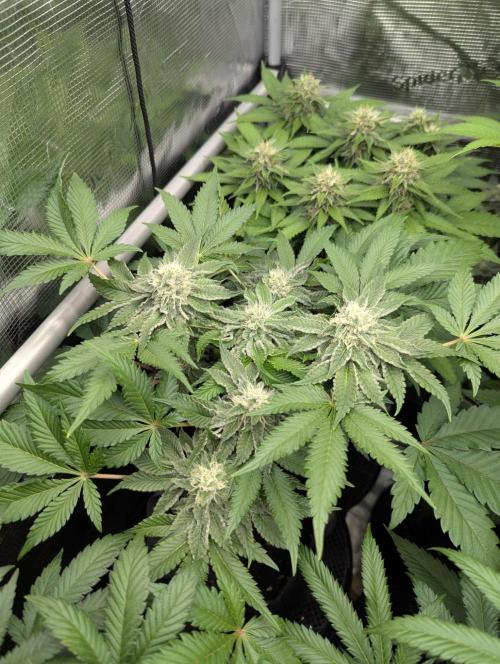 Sugar Rock - Silent Seeds. Week 8