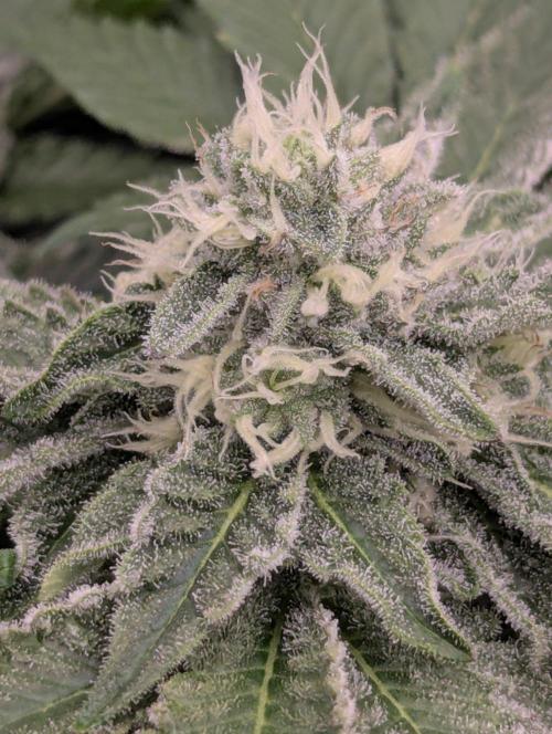 Sugar Rock - Silent Seeds. Week 8