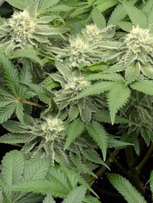 Sugar Rock - Silent Seeds. Week 8